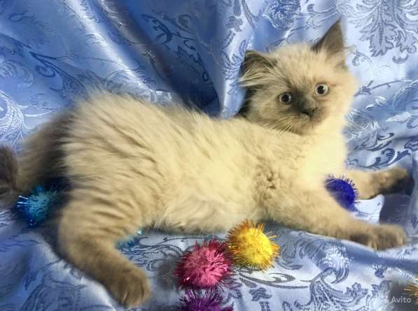 Невский маскарадный пушистик в Санкт-Петербурге фото 6