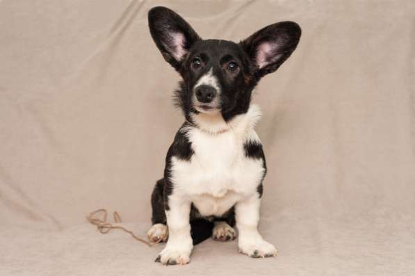 Щенки Вельш-Корги Кардиган в Воронеже фото 18