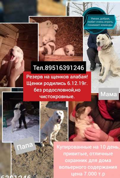 Продам щенков САО