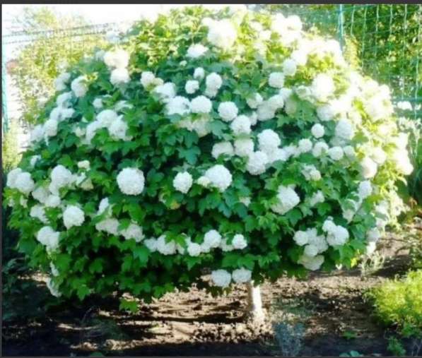 Двор продаж редких красивых многолетних растений в Краснодаре фото 5