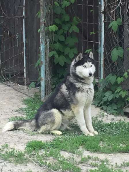 Хаски с разноцветными глазами ищет дом в Санкт-Петербурге фото 21