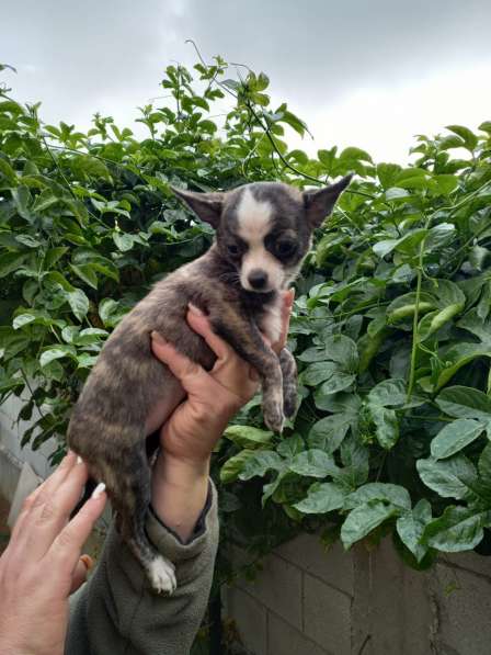 Продажа чихуахуа в фото 5