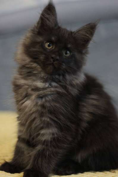 Available Maine Coon kittens