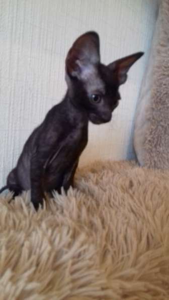 Котята Корниш рекс из питомника в Санкт-Петербурге фото 8