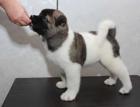 Щенки американская акита, с документами в Перми