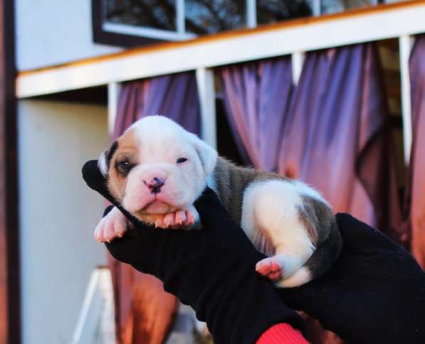 Американские бульдоги в Москве фото 11