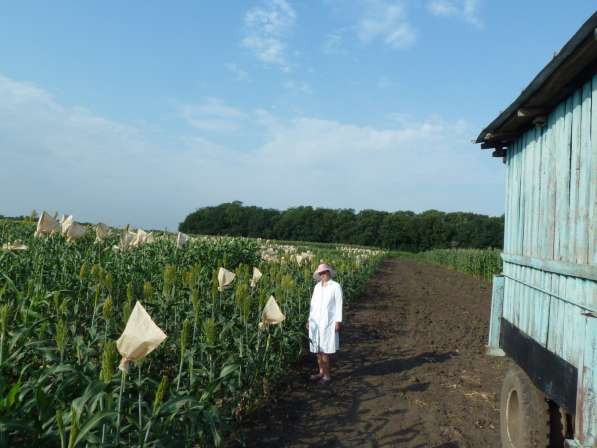 Семена сорго-суданкового гибрида Сабантуй и Сосед в Гулькевичах фото 9