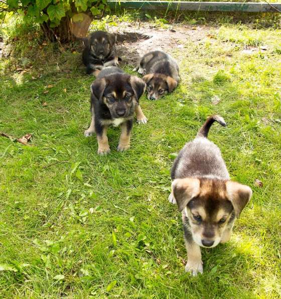 Необычайные малютки-детки щенки в дар!!! в Москве фото 6