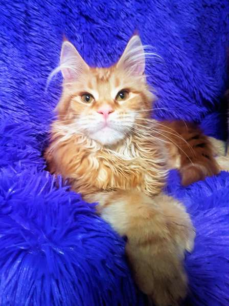 Красотка кремового солидного окраса из питомника Arktur в Тюмени фото 23