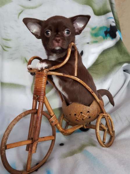 Щенок чихуахуа (кобель) в Киржаче фото 5