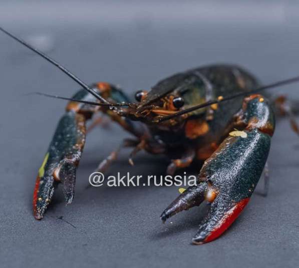 Австралийский красно-клещевой рак в Краснодаре фото 6