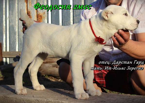 Щенок Среднеазиатской овчарки девочка в фото 4
