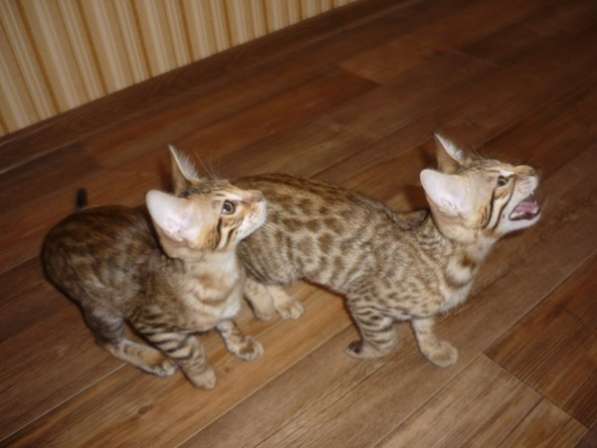Продаются котята (гибрид Бенгала и Саванны F5) в Магнитогорске фото 5
