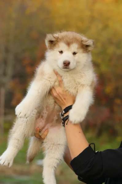 Щенки аляскинского маламута в Москве фото 4