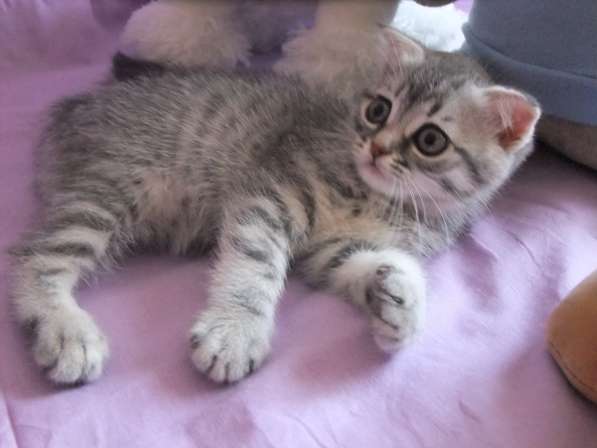 Котенок шотландской вислоухой в Санкт-Петербурге фото 3