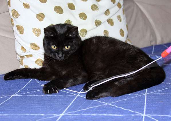 Черная жемчужина Бусинка, ласковый котенок-подросток в дар