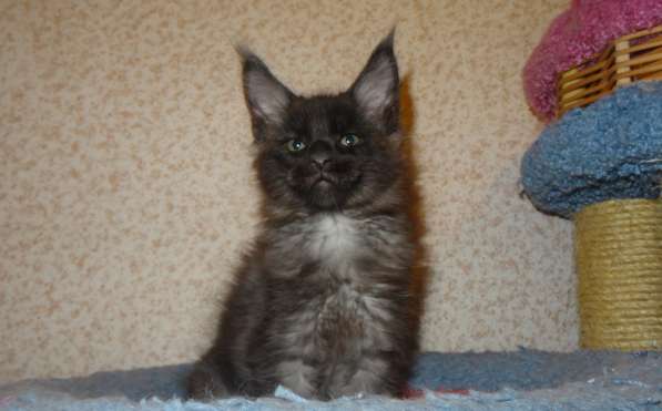 Мейн кунчик Йотунхейм в Москве фото 13