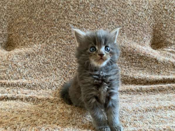 Мейн Кун в Москве фото 11