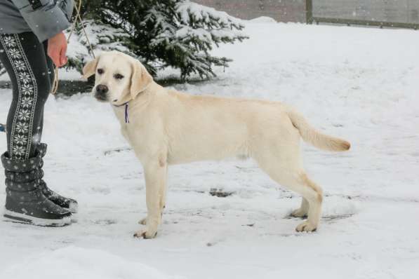 High quality Labrador Retriever puppies в фото 6