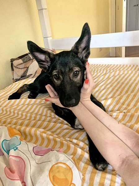 Чудесный ласковый щеночек Тимоша в добрые руки в Москве фото 3
