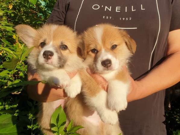 Продам щенков вельш-корги пемброк в фото 17
