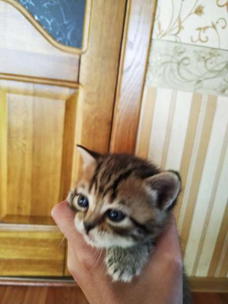 Котята в фото 9