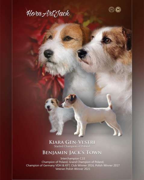 Щенки Джек Расселл Терьера FCI в фото 5