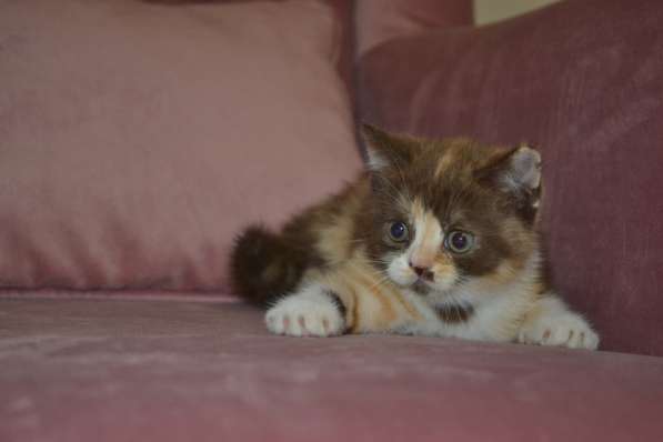 Scottish Fold & Straight в фото 5