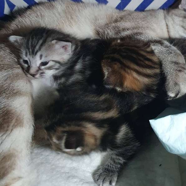 Курильчата в Саранске фото 18