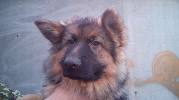 Щенок немецкой овчарки девочка с родословной в Симферополе фото 7