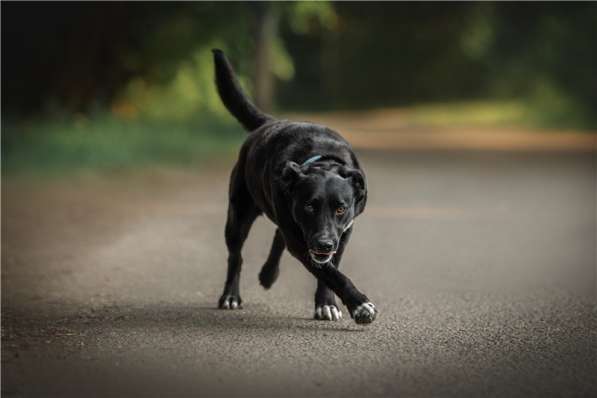 Молодая собака Шарлиз ищет дом в Москве фото 9