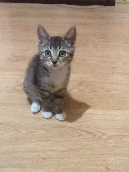 В добрые руки в Барнауле фото 7