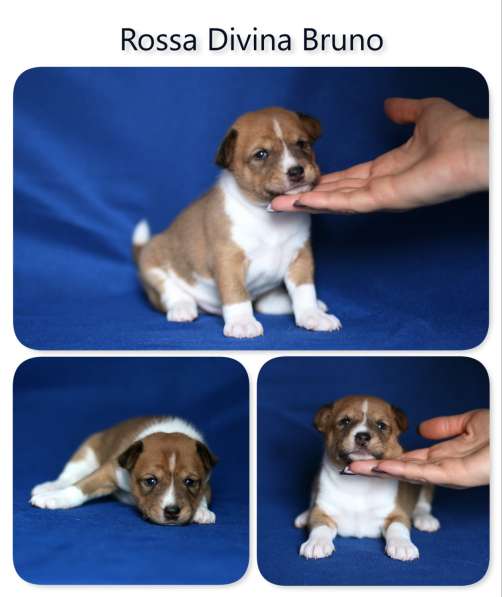 Басенджи щенки в фото 16