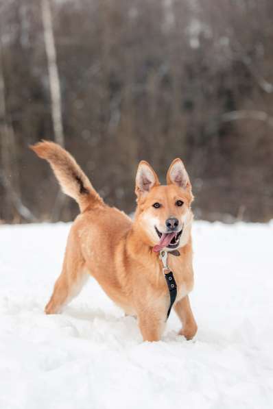 Рыжая лисичка Белла в добрые руки в Москве фото 12