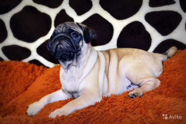 Щенки мопса в Самаре, РКФ в Самаре фото 14