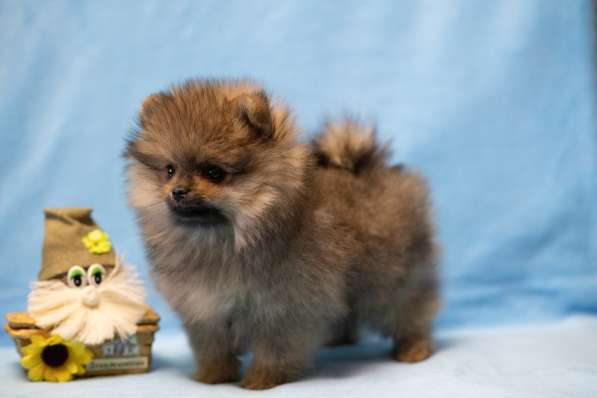 Щенки померанского шпица мальчики и девочки в фото 10