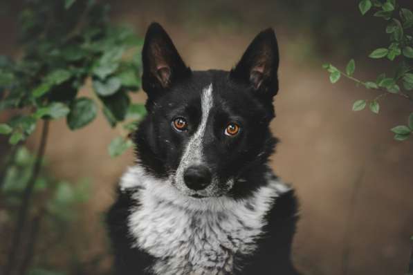 Граффити Мишка - великолепный пёс в Москве фото 4