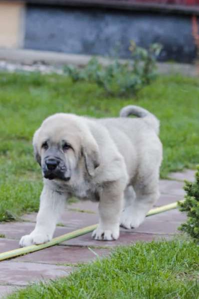 Породные щенки испанского мастифа в Москве фото 3