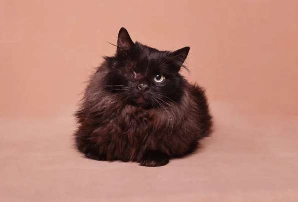 Котик Джек ищет дом! в Москве фото 10