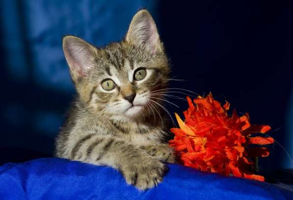 Ищут дом котята Альфа, Мышка и Рыжик в Москве фото 19