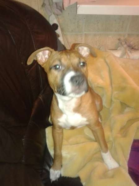 Продам щенков Амстаффордшира в Симферополе фото 10