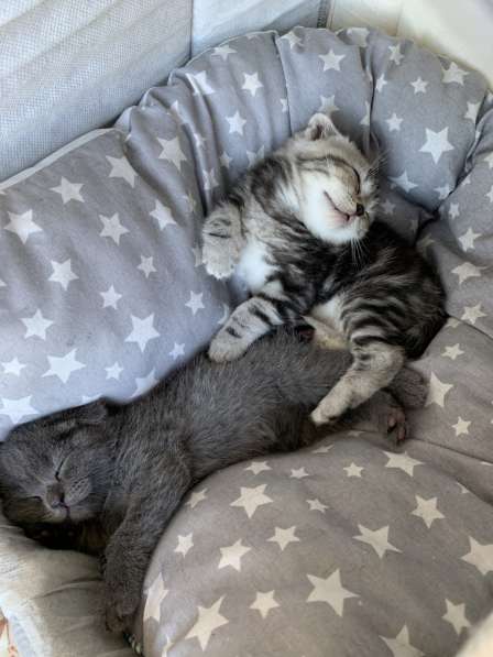 Котята Scottish fold