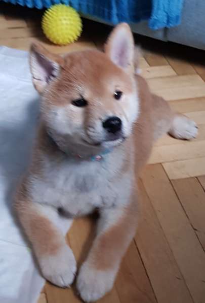 Щенок сиба (шиба) ину