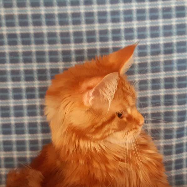 Красотка кремового солидного окраса из питомника Arktur в Тюмени фото 6