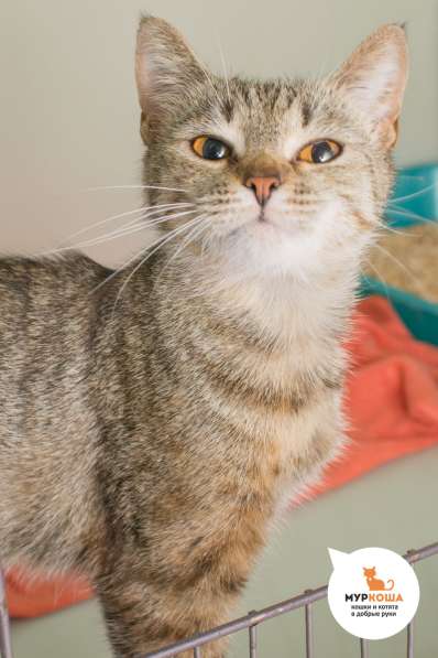 Кошечка Шармель ищет дом в Москве фото 3