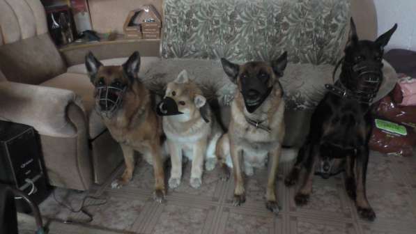 Дрессировка собак в Барнауле фото 3