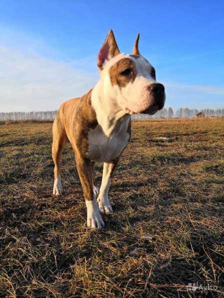 Для ценителей Амстаффтерьера РКФ в Пензе фото 10