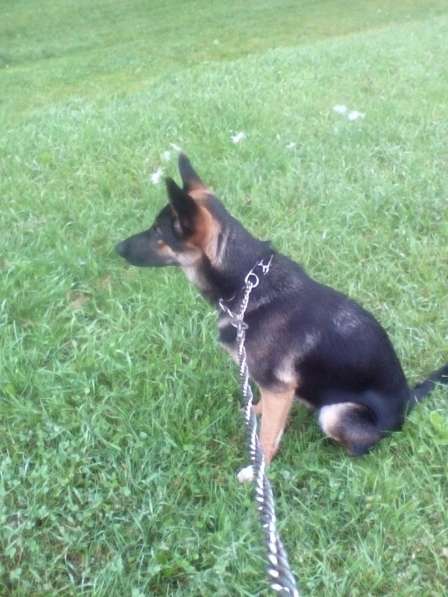 Отдам даром в хорошие руки в Москве фото 4