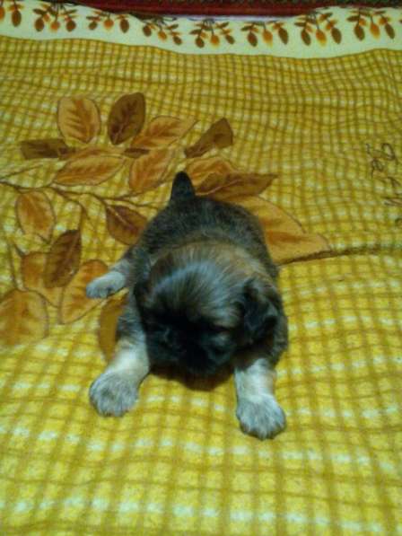 Продаётся пекинес в 