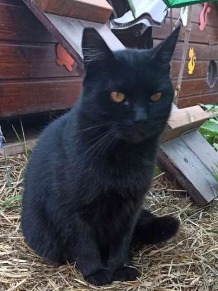 Воспитанный златоглазый котофей в Санкт-Петербурге фото 11